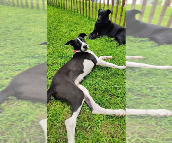 Medium Photo #3 Mutt Puppy For Sale in New London, WI, USA