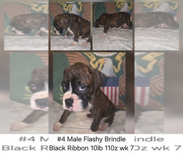 Medium Photo #1 Boxer Puppy For Sale in LINN GROVE, IN, USA