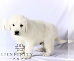 Small #3 English Cream Golden Retriever