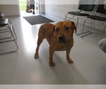 GUSTAV - Male Labrador Retriever-Unknown Mix Dog for Adoption - Small photo