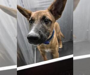 German Shepherd Dog-Unknown Mix Dogs for adoption in San Antonio, TX, USA