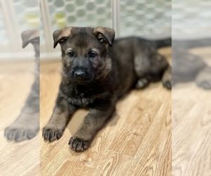 German Shepherd Dog Puppy for sale in JEFFERSON, OR, USA