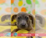 Small #1 Rat Terrier Mix