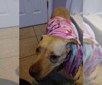Small #44 American Pit Bull Terrier Mix