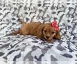 Small #1 Cavapoo (Miniature)