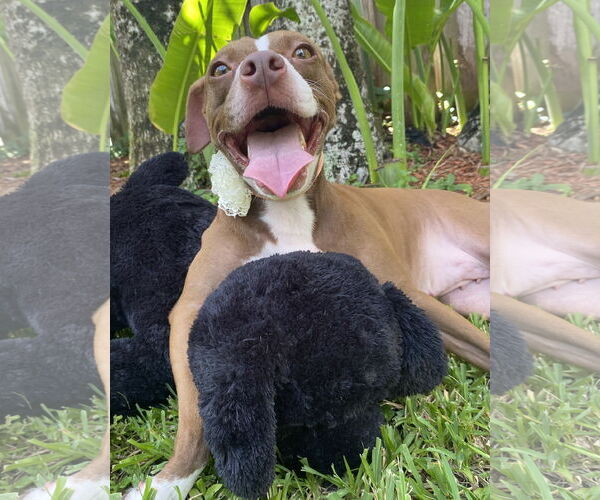 Medium Photo #4 Mutt Puppy For Sale in Davie, FL, USA