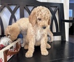 Small Photo #8 Goldendoodle Puppy For Sale in DAWSONVILLE, GA, USA