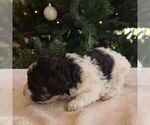 Small #3 Bernedoodle (Miniature)