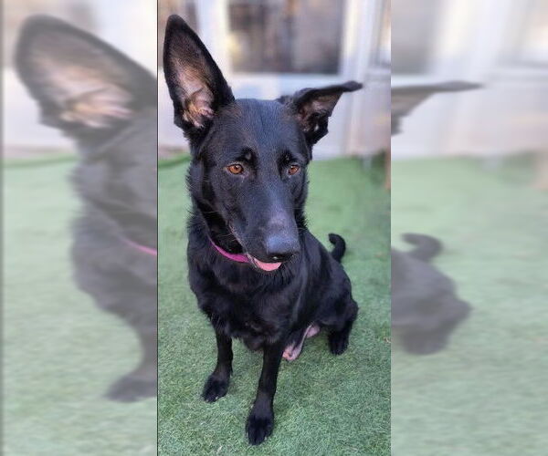 Medium Photo #3 German Shepherd Dog Puppy For Sale in Kansas City, MO, USA