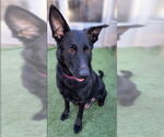 Small #2 German Shepherd Dog