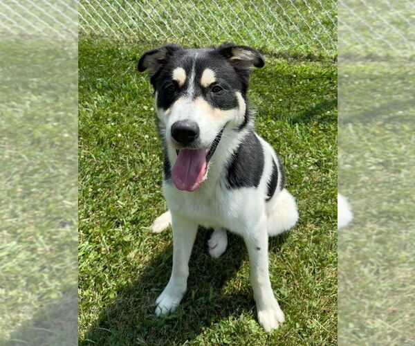 Medium Photo #1 Huskies -Labrador Retriever Mix Puppy For Sale in La Porte, IN, USA