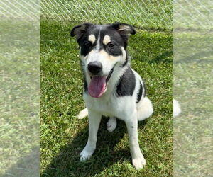 Huskies -Labrador Retriever Mix Dogs for adoption in La Porte, IN, USA