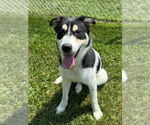 Small Huskies -Labrador Retriever Mix