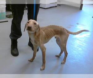 Labrador Retriever-Unknown Mix Dogs for adoption in Fayetteville, NC, USA