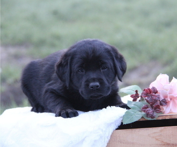 Medium Photo #11 Labrador Retriever Puppy For Sale in HYDE PARK, VT, USA