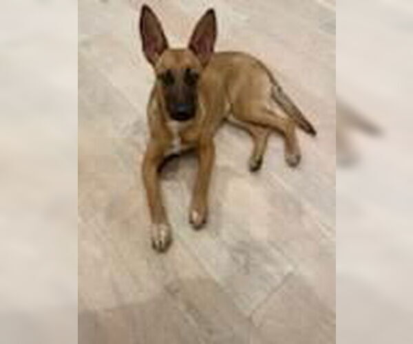 Medium Photo #3 Mutt Puppy For Sale in Los Angeles, CA, USA