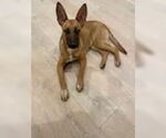 Small #2 Mutt