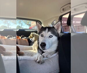 Siberian Husky Dogs for adoption in Dana Point, CA, USA