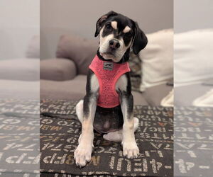Sage - Female Siberian Husky-Unknown Mix Dog for Adoption - Photo #3