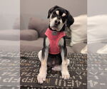 Small Photo #3 Siberian Husky-Unknown Mix Puppy For Sale in Dana Point, CA, USA