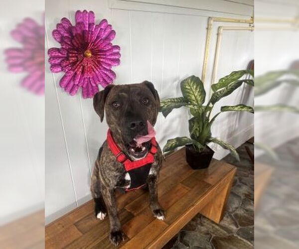 Medium Photo #6 American Pit Bull Terrier-Unknown Mix Puppy For Sale in Sistersville, WV, USA
