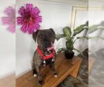 Small #5 American Pit Bull Terrier Mix