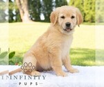 Small #2 Golden Retriever