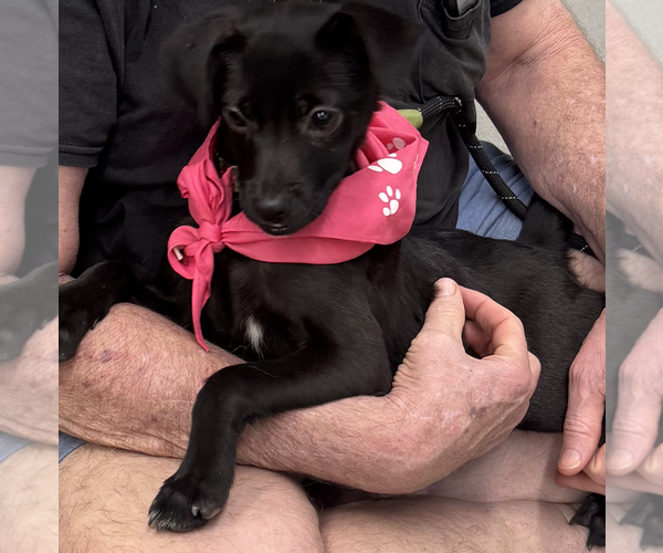 Medium Photo #2 Rat Terrier-Unknown Mix Puppy For Sale in Decatur, GA, USA