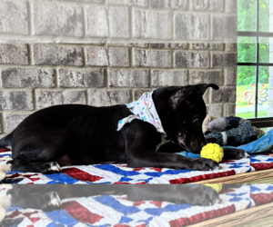 Nibs - Male Bulldog-Catahoula Leopard Dog Mix Dog for Adoption - Photo #5