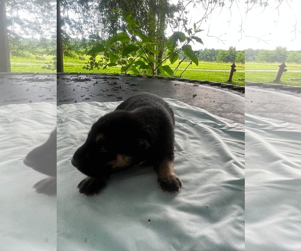 Medium Photo #2 Doberman Pinscher-German Shepherd Dog Mix Puppy For Sale in HOPKINSVILLE/PRINCETON, KY, NH, USA