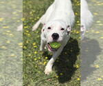Small #4 American Pit Bull Terrier Mix