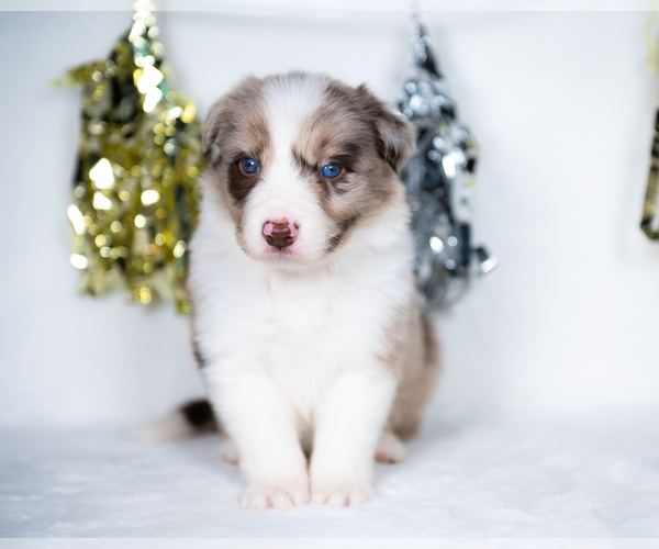 Medium Photo #2 Border Collie Puppy For Sale in CONWAY, MO, USA