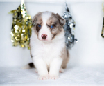 Small Photo #2 Border Collie Puppy For Sale in CONWAY, MO, USA