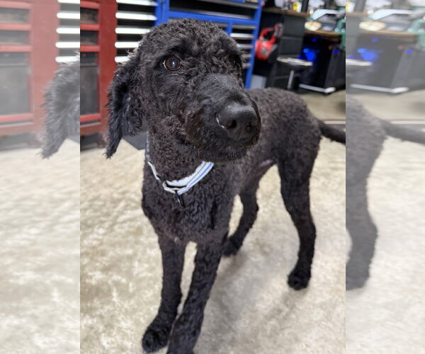 Medium Photo #2 Poodle (Standard)-Unknown Mix Puppy For Sale in Fort Wayne, IN, USA