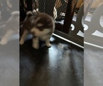 Small #3 Pomsky