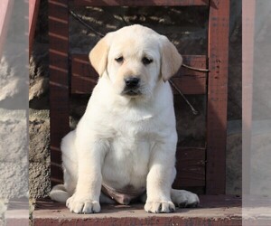 Labrador Retriever Puppy for sale in FREDERICKSBG, OH, USA