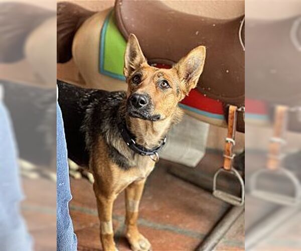 Medium Photo #1 Australian Kelpie-German Shepherd Dog Mix Puppy For Sale in Dana Point, CA, USA