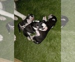 Small #44 Siberian Husky