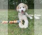 Small Photo #1 Labradoodle Puppy For Sale in MERIDEN, CT, USA