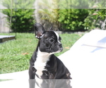Small Photo #5 French Bulldog Puppy For Sale in HOLLYWOOD, FL, USA