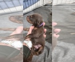 Puppy Purple collar Doberman Pinscher