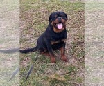 Small Photo #2 Rottweiler Puppy For Sale in PHILADELPHIA, PA, USA