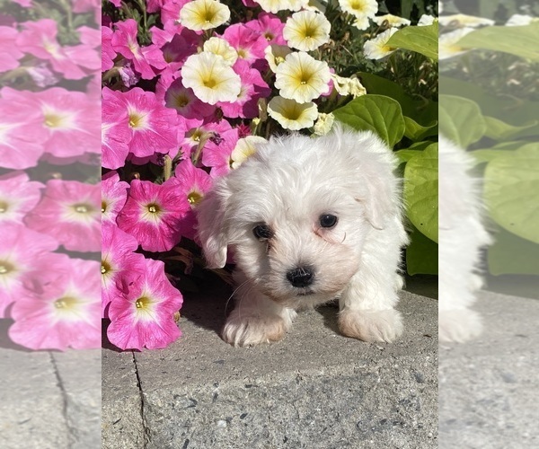 Medium Photo #5 Coton de Tulear Puppy For Sale in CANOGA, NY, USA