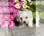 Small #4 Coton de Tulear