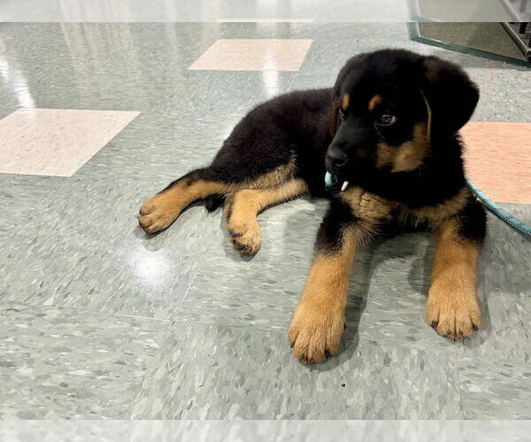 Medium Photo #8 German Shepherd Dog-Unknown Mix Puppy For Sale in West Sacramento, CA, USA