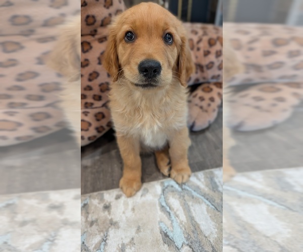 Medium Photo #3 Golden Retriever Puppy For Sale in SACRAMENTO, CA, USA