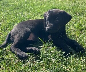 Labrador Retriever Puppy for sale in JEFFERSON CITY, MO, USA