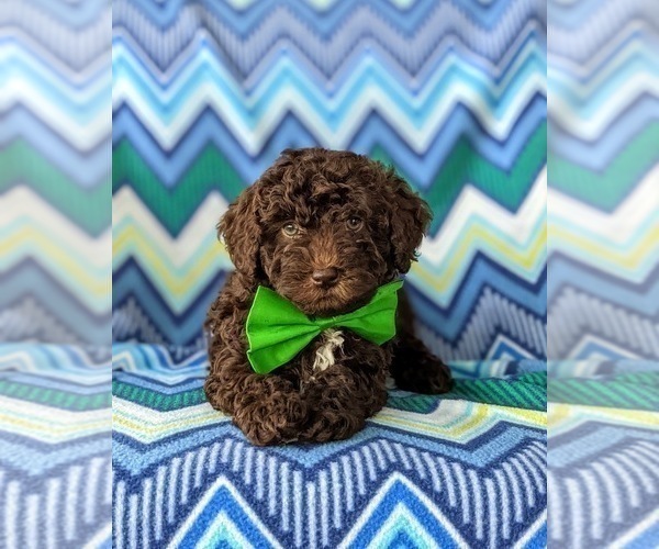 Medium Photo #7 Sheepadoodle Puppy For Sale in GLEN ROCK, PA, USA
