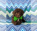 Small Photo #7 Sheepadoodle Puppy For Sale in GLEN ROCK, PA, USA
