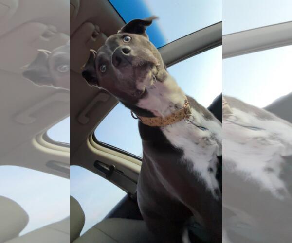 Medium Photo #2 Mutt Puppy For Sale in Incline Village, NV, USA